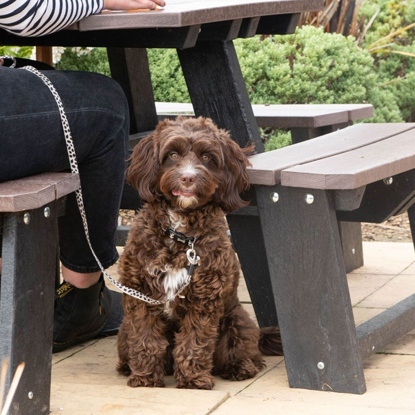 Your local dog friendly pub in Clayton-Le-Woods